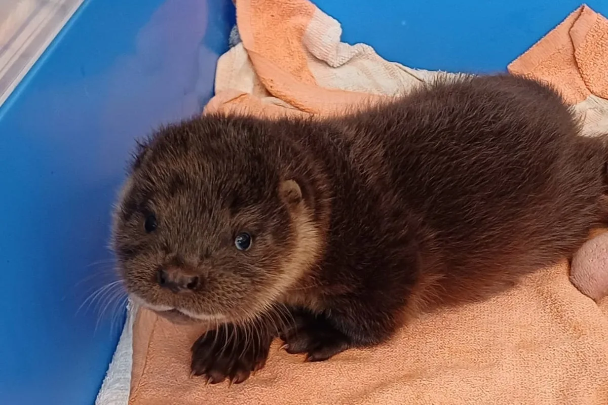 Wild Otter Cub Rescued After Sneaking Into Colchester Zoo Flamingo Enclosure