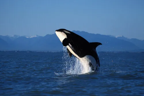 Outrage as Video Shows Trainers Manually Stimulating Orca
