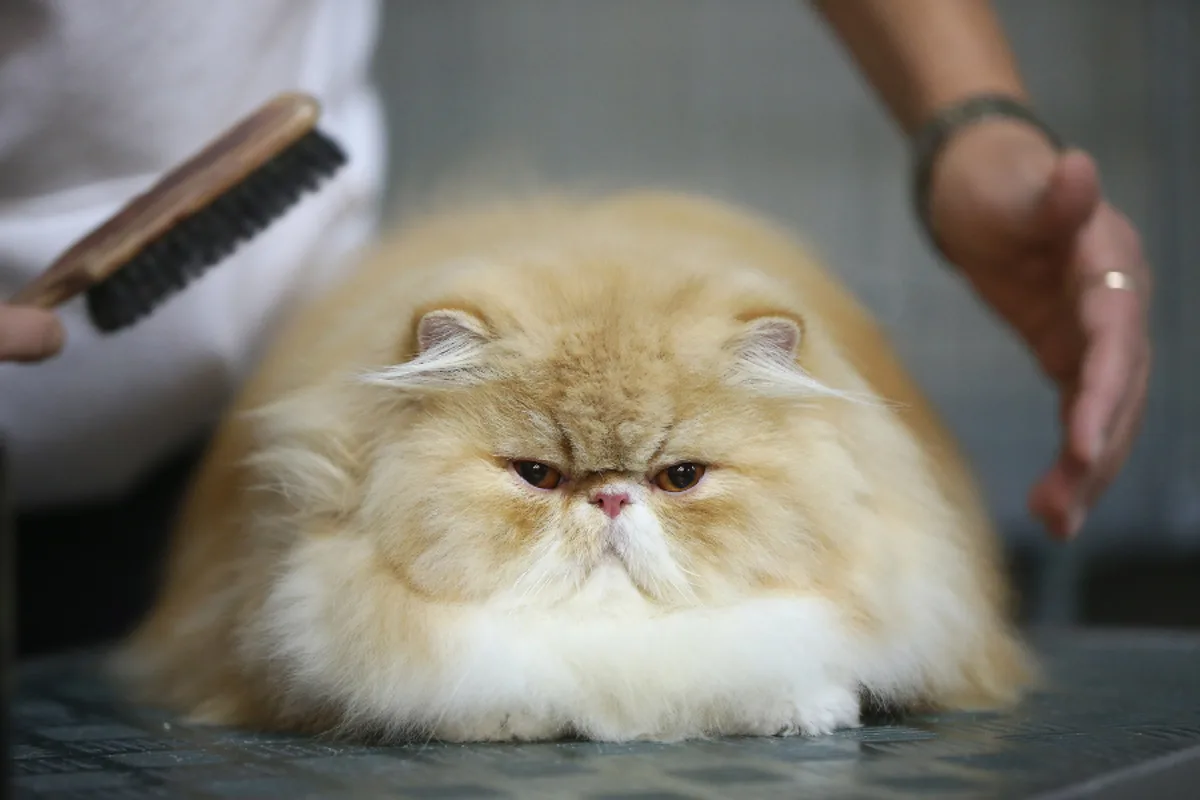 Ozempic-style implant trialled for obese cats