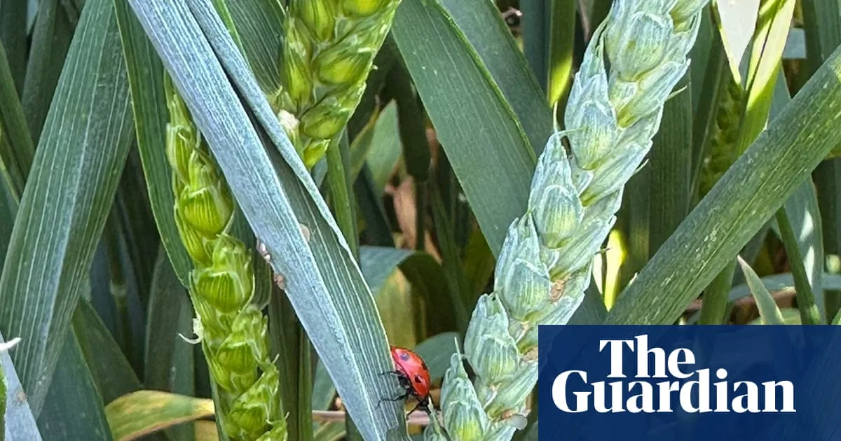 Parasitic Wasps and Ladybirds: Unsung Heroes of Lincolnshire Farm