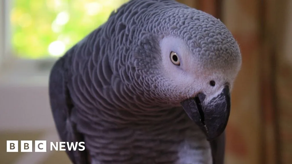 Parrot's Words Help Convict Michigan Woman of Husband's Murder
