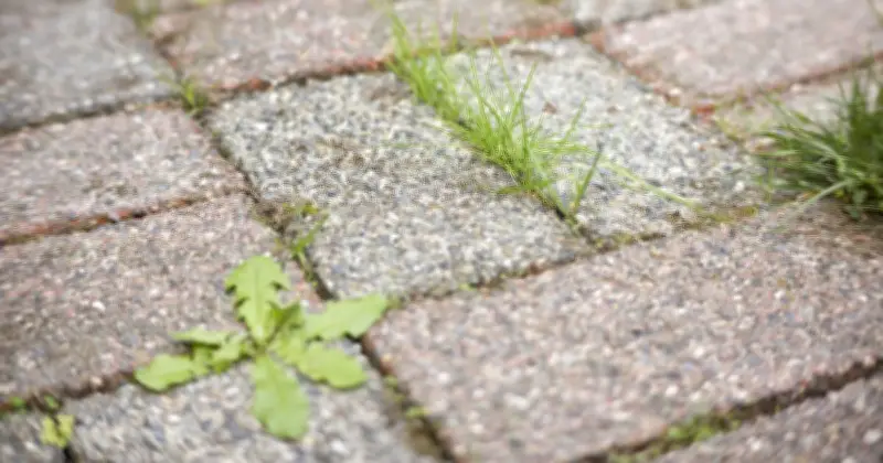 Patio Weeds Gone in 3 Days With Natural Salt Trick Never Return