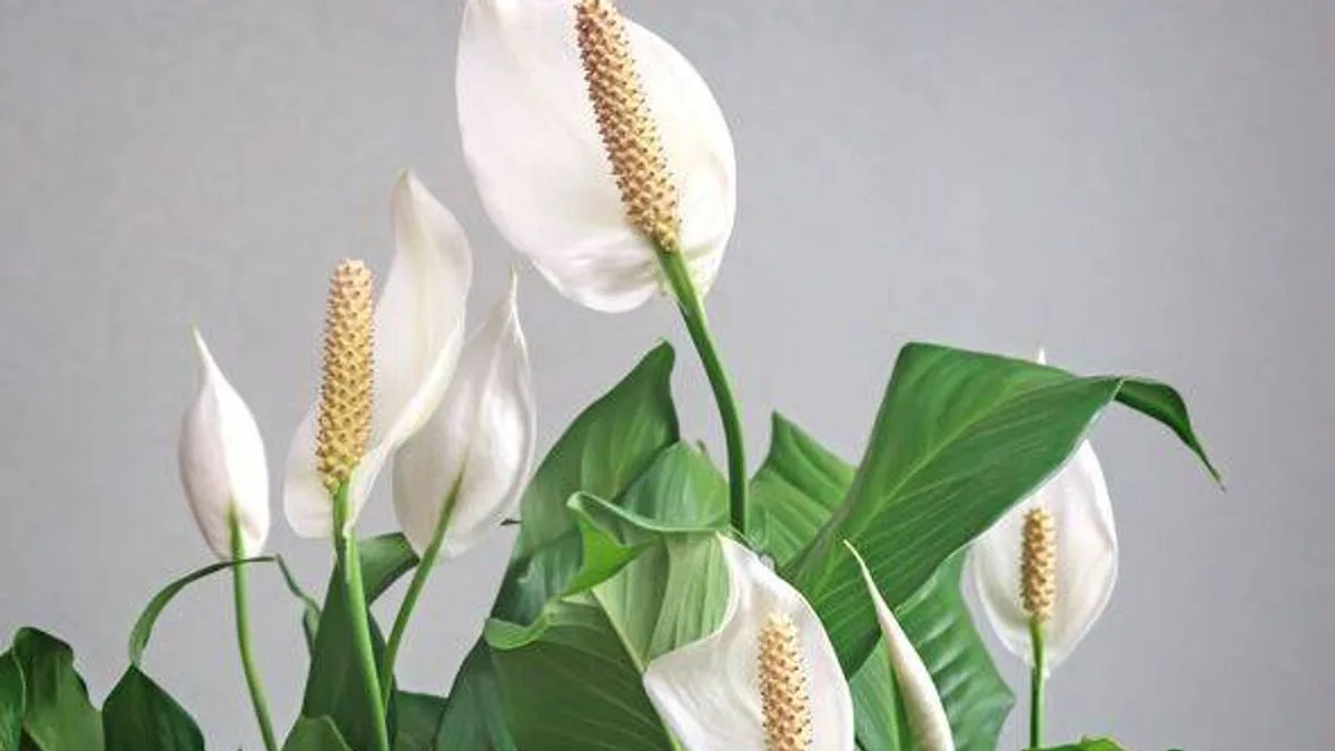 Peace Lilies Bloom With Monthly Rice Water Fertiliser