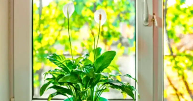 Peace Lilies: Crucial June Task for Bigger Flowers Revealed by Expert