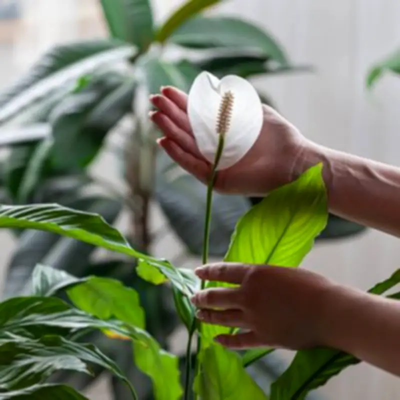 Peace Lilies Thrive With This One Kitchen Scrap: Coffee Grounds
