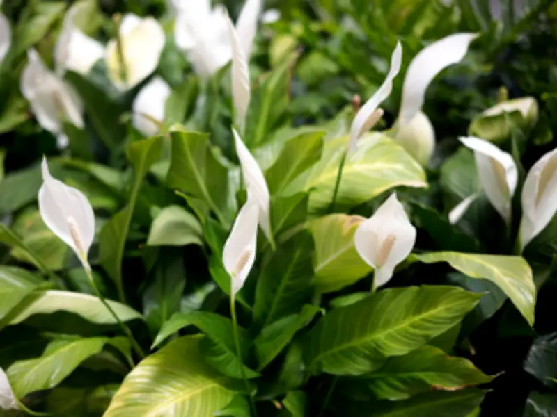 Peace Lily Bloom Boost: Use Coffee Grounds for Lush Growth