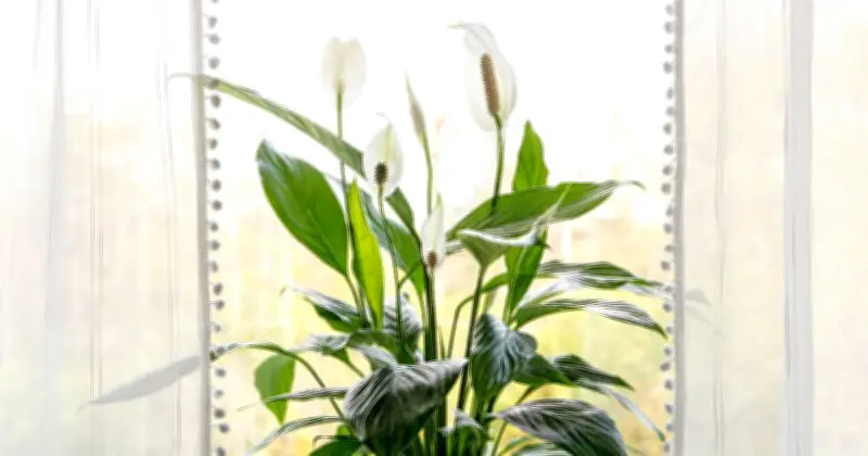 Peace Lily Blooming Hack: Use Coffee Grounds for Bigger Flowers