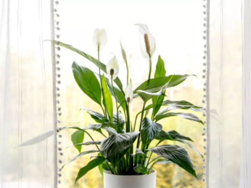Peace Lily Blooming Tip: 10-Second Move in June Boosts Flowers