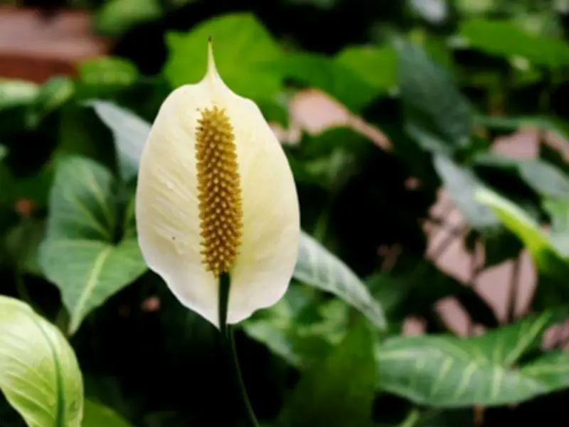 Peace Lily Blooming Tip: One Task for Year-Round Flowers