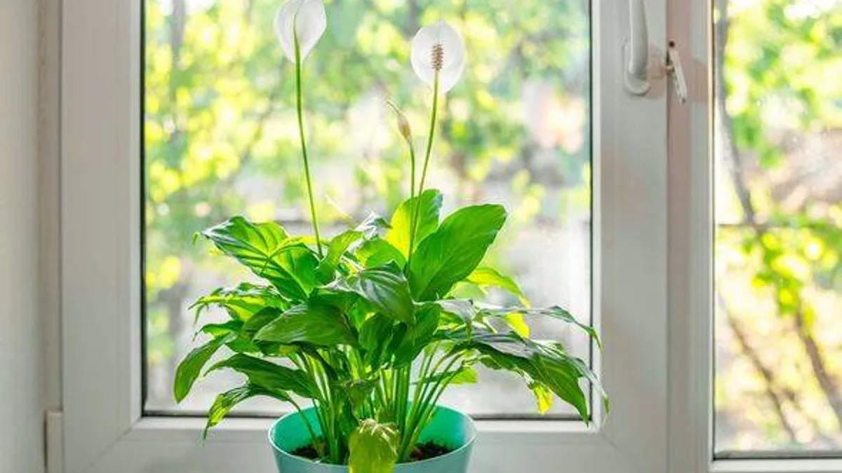 Peace Lily Winter Care: Avoid the 'Biggest' Mistake That Causes Wilting or Death