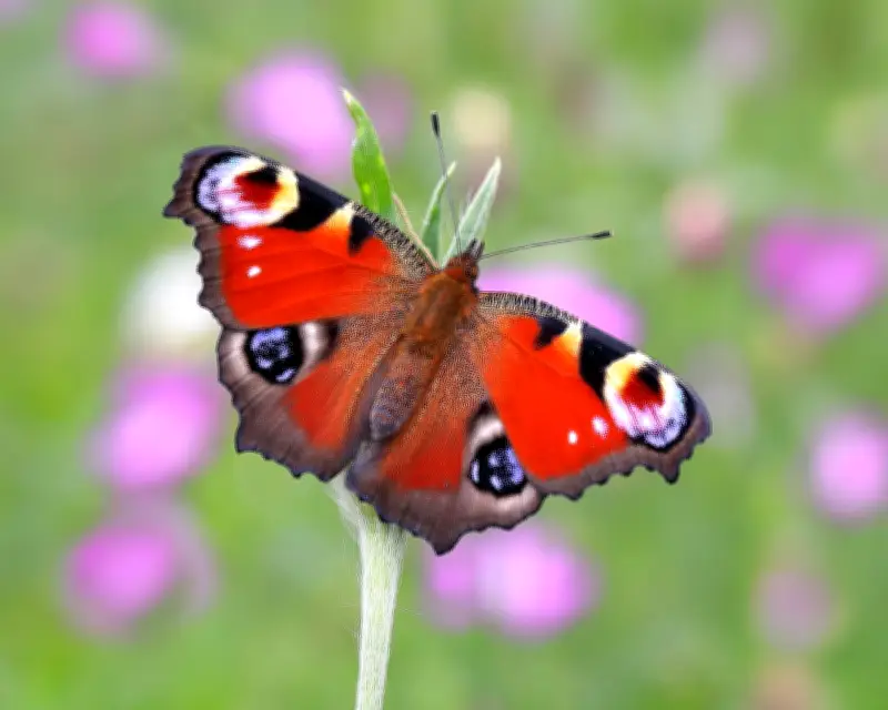 Peacock Butterfly Crowned Britain's Favourite in Landmark Poll