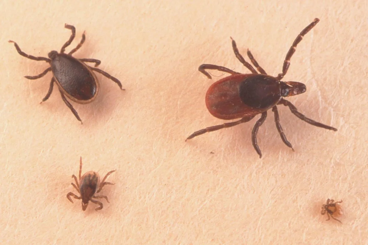 US Lawmakers Demand Pentagon Reveal Mosquito Biological Weapon Tests