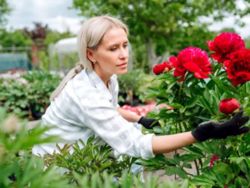 Peonies: One June Job for More Beautiful Summer Blooms