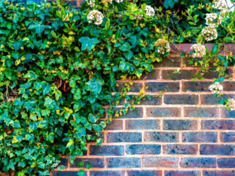 Permanently Banish Ivy from Your Garden with This Natural Solution