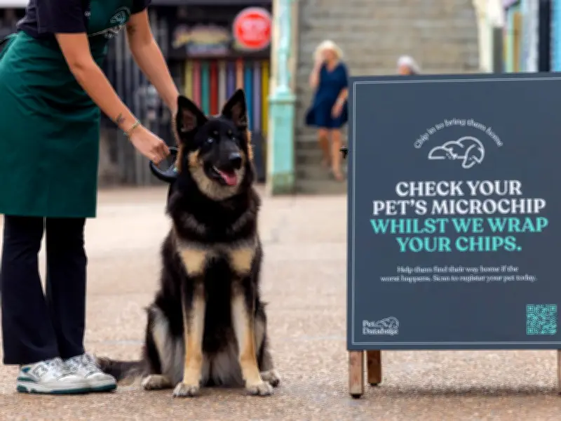 Pet Expert Warns Against Searching Streets for Missing Dog