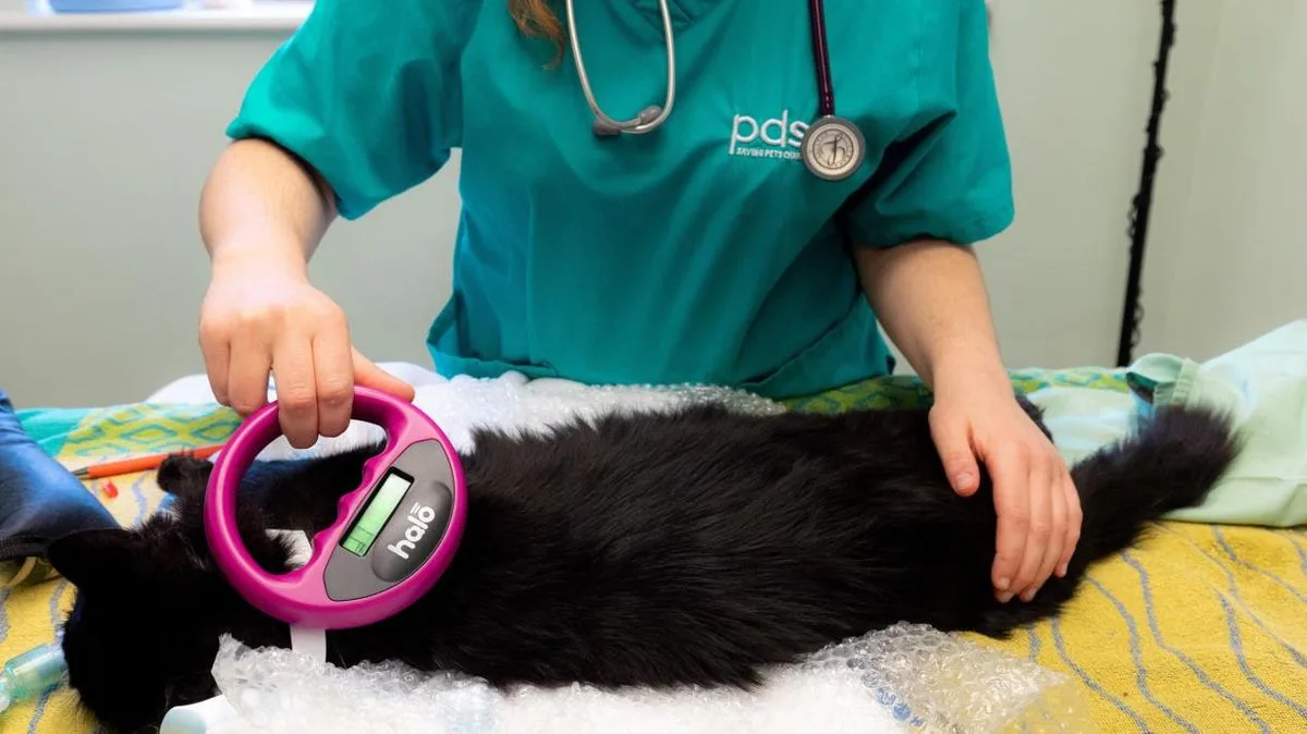 Pet owners warned of £500 fine as thousands of cats remain unchipped