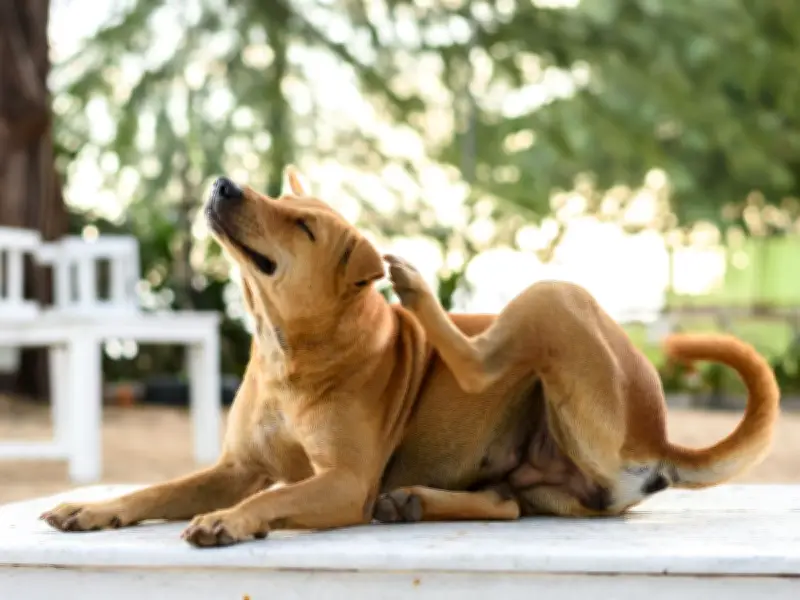 Pet Owners Snap Up Free Flea Treatment: Easy to Use Without Any Issues