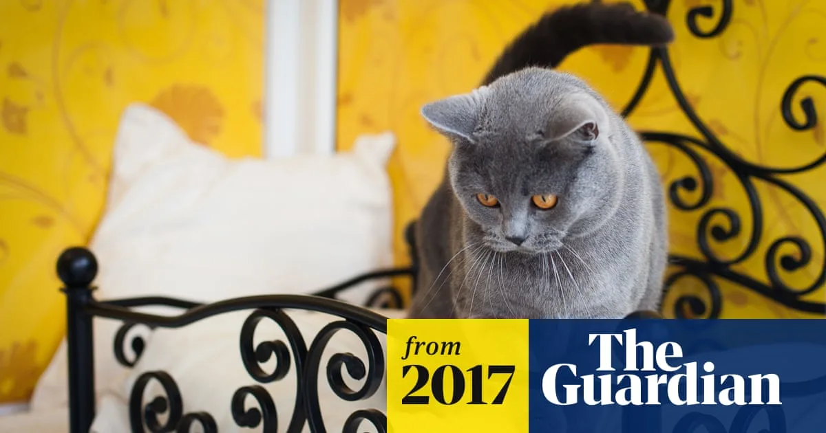Pet Owners Spend £125,000 on Luxury Cat Palaces