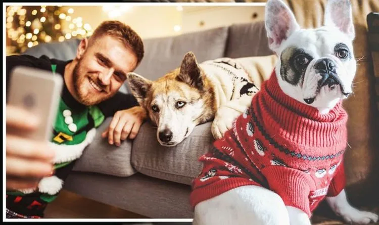 Vet Warns Against Dog Christmas Jumpers as Festive Fashion Booms