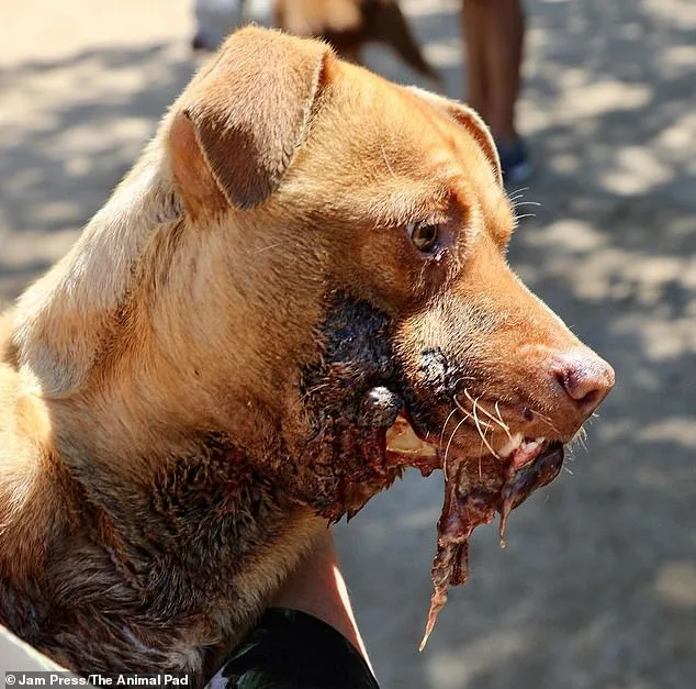 Pit Bull's Jaw Rotting Infection: Dog Makes Miraculous Recovery