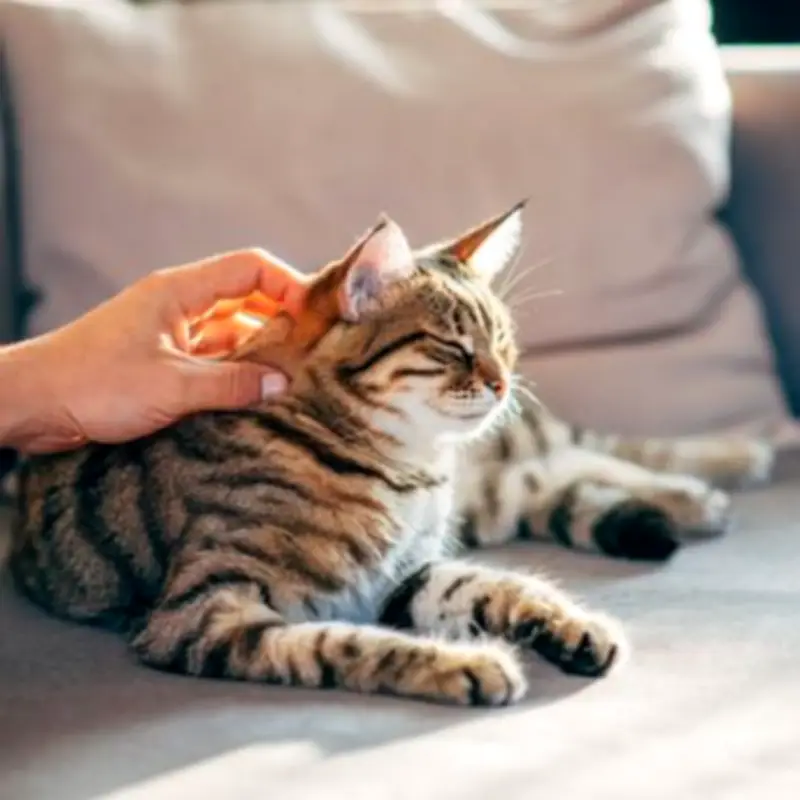 Petition with 228,000 Signatures Calls for Animal Abuse Register and Lifetime Bans