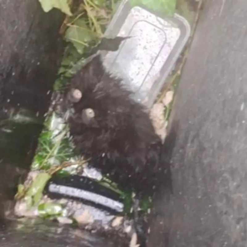 Petrified Kitten Dumped in Dustbin Behind Oldham Restaurant