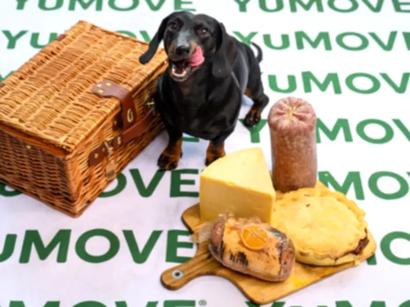 Picnic Treats Harm Dogs: Calorie Overload and Health Risks Revealed