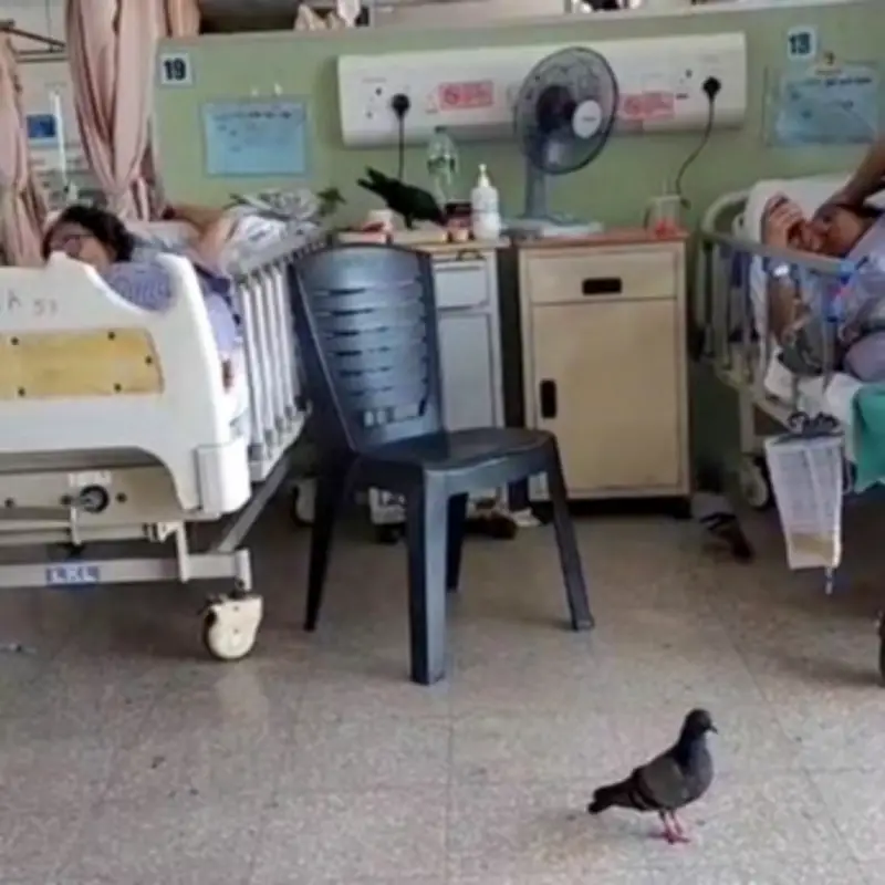 Pigeons and Crows Invade Malaysian Hospital, Eat Patients' Food