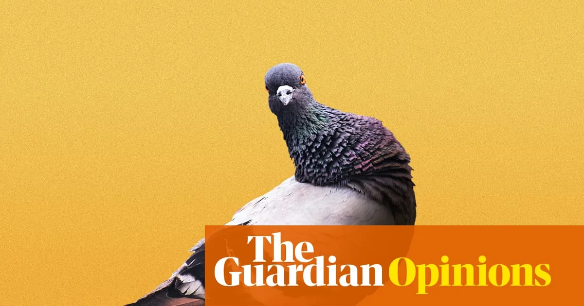 Pigeons: From War Heroes to Urban Outcasts Deserve Respect