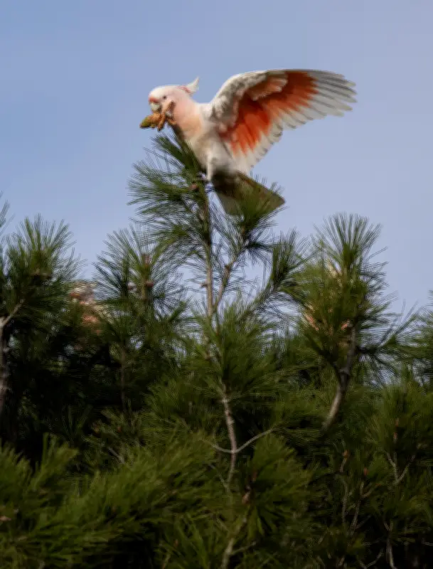 Pink Cockatoos Face Uncertain Future After Devastating Bushfires in Victoria