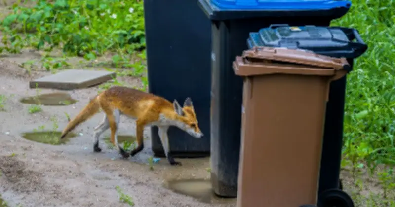 Place a Milk Container on Your Bin to Deter Foxes, Says Binman