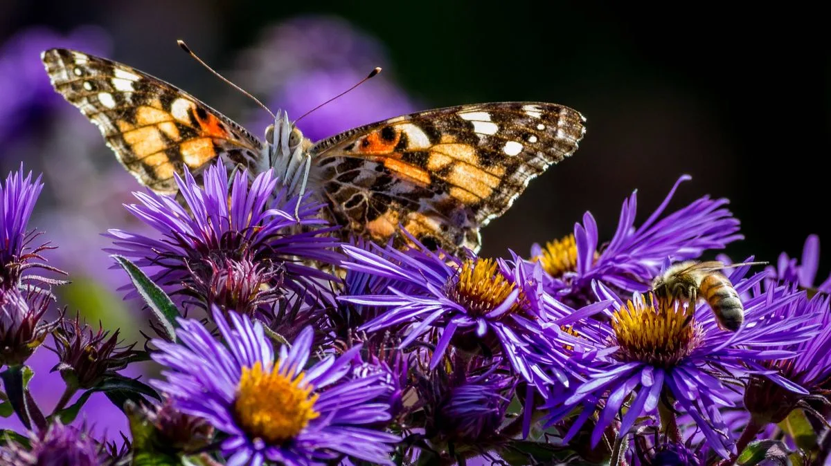 Gardeners Urged to Plant Comfrey to Attract Bees and Butterflies