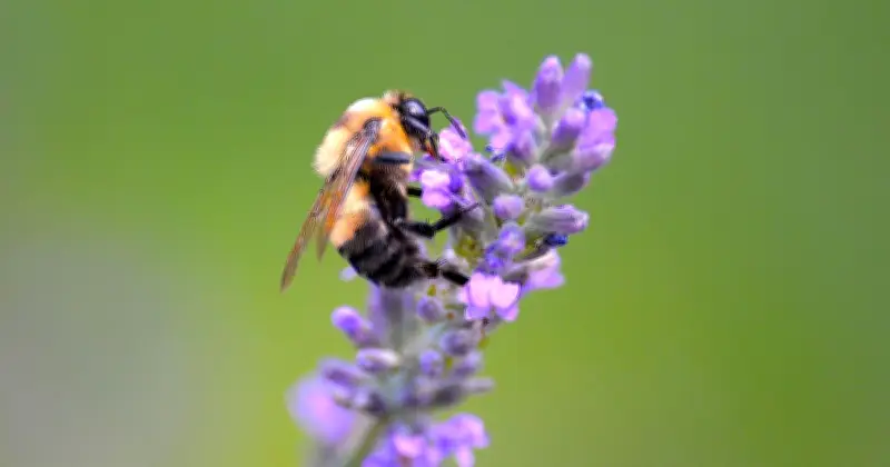 Plant Lavender in July to Attract More Bees to Your Garden, Says RHS
