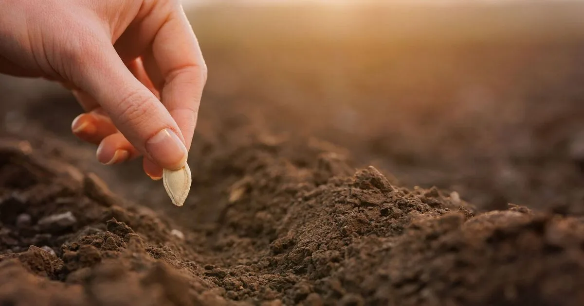 Gardeners Urged to Sow These 5 Seeds in April for Summer Success