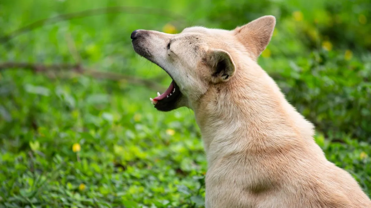 Police Advice: Talk to Neighbour First About Noisy Dog