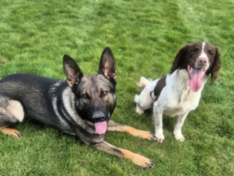 Police dogs Ike and Dobbie uninjured after serious Wirral crash