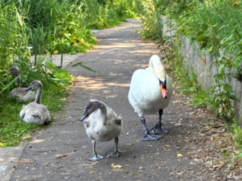 Police Investigate After Swan Killed by Car in Salford Beauty Spot
