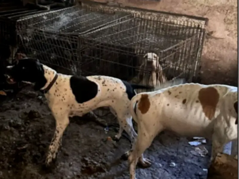 Pontypool woman sentenced for 41 dogs suffering in horrific conditions