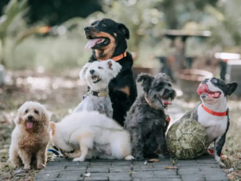 Poodles Named Fussiest Dog Breed in Surprising New Study by Expert