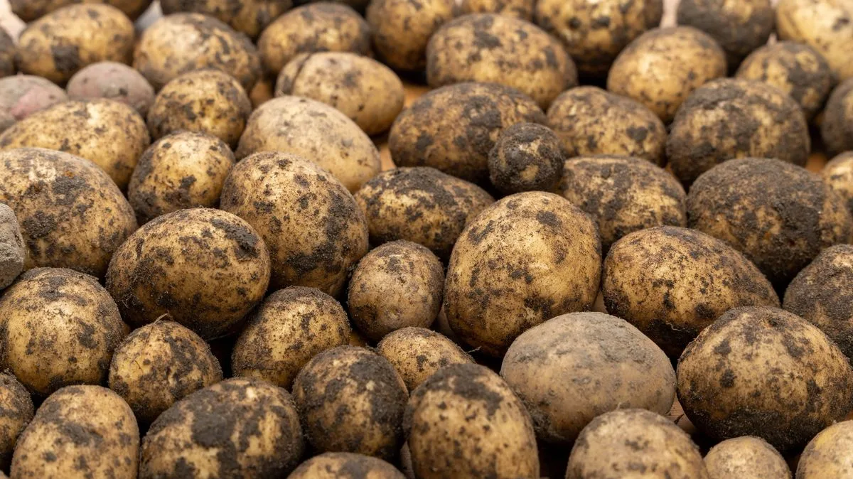 Fridge Storage Keeps Potatoes Fresh for Five Months, Say Experts