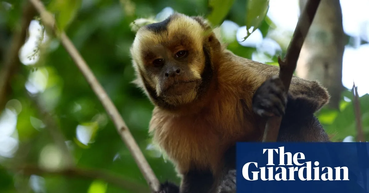 Sharp Rise in Online Primate Sales on US Social Media, Report Warns