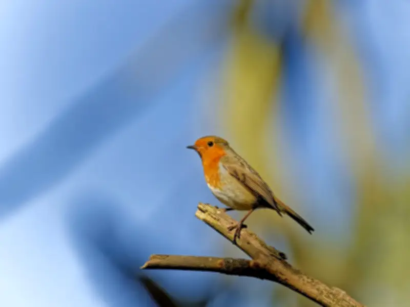 Protect Robins in Your Garden This Winter with These Tips