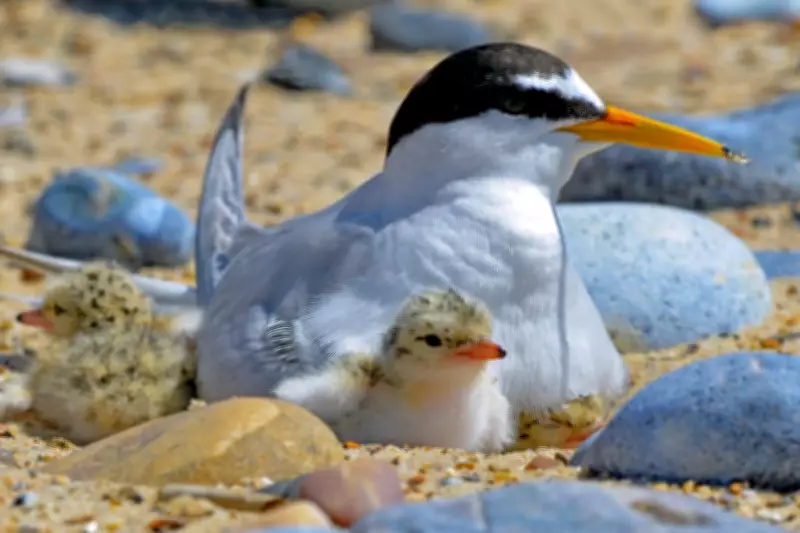 Protecting Shorebirds on Lindisfarne: Terns and Plovers Thrive