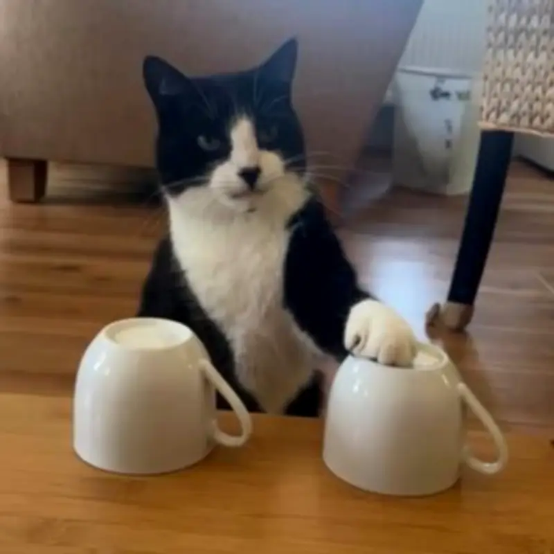 'Psychic' Cat Billy Predicts All 19 World Cup 2026 Winners Correctly
