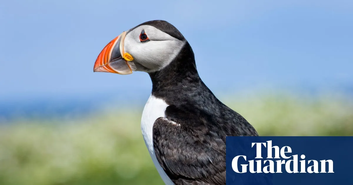 Puffins, Dolphins and Bumblebees Shortlisted for UK Banknotes