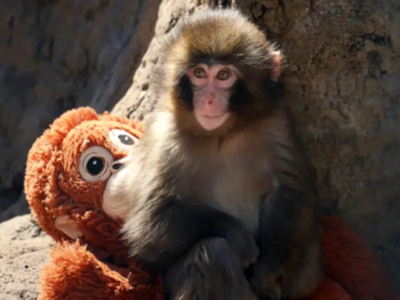 Punch the Monkey Targeted by Laser-Wielding Visitor at Japanese Zoo