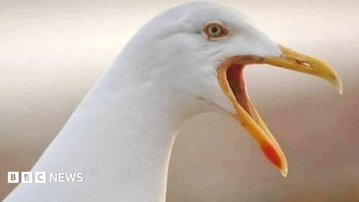 RSPB Calls for National 'Gull Summit' After Attacks