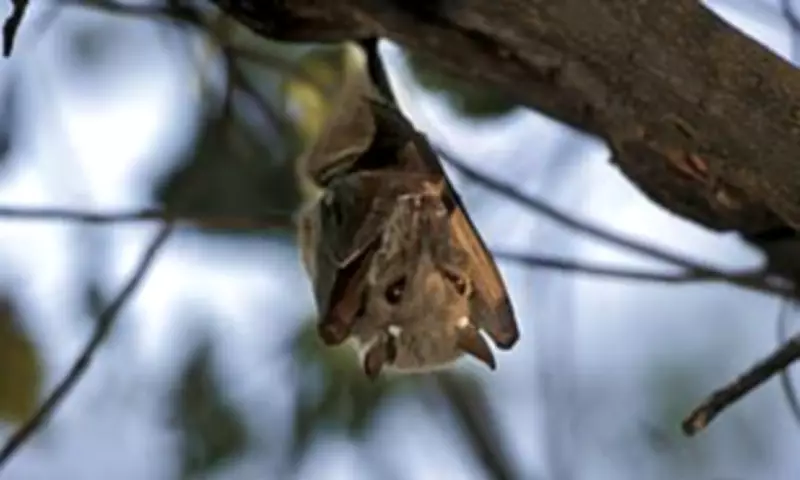 Rabid Bat Found in San Francisco Sparks Health Alert