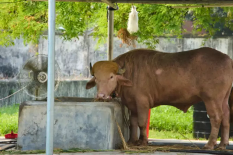 Rare Albino Buffalo Named After Trump Draws Crowds at Bangladesh Zoo