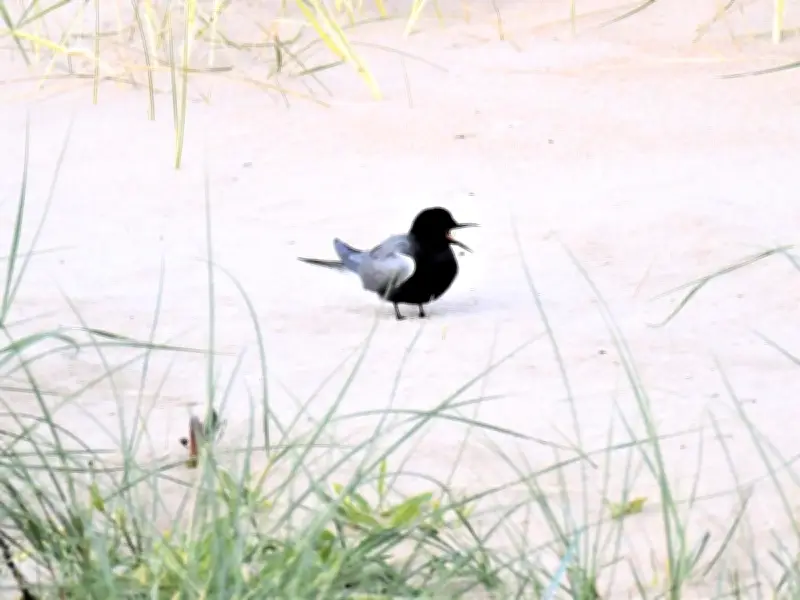Rare American Black Tern Has First Hybrid Chick in Northumberland